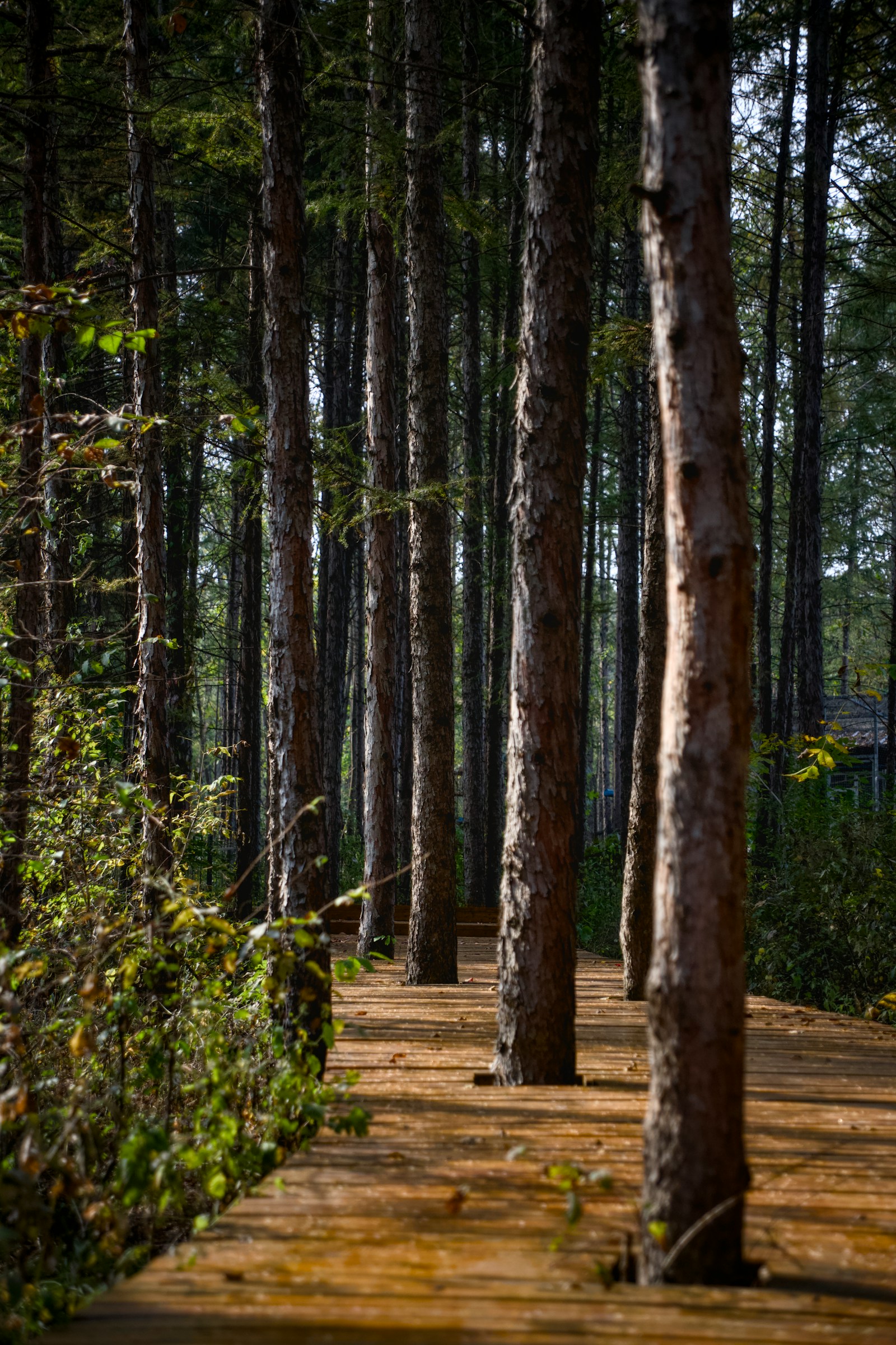 A wooden boardwalk running through dense pines