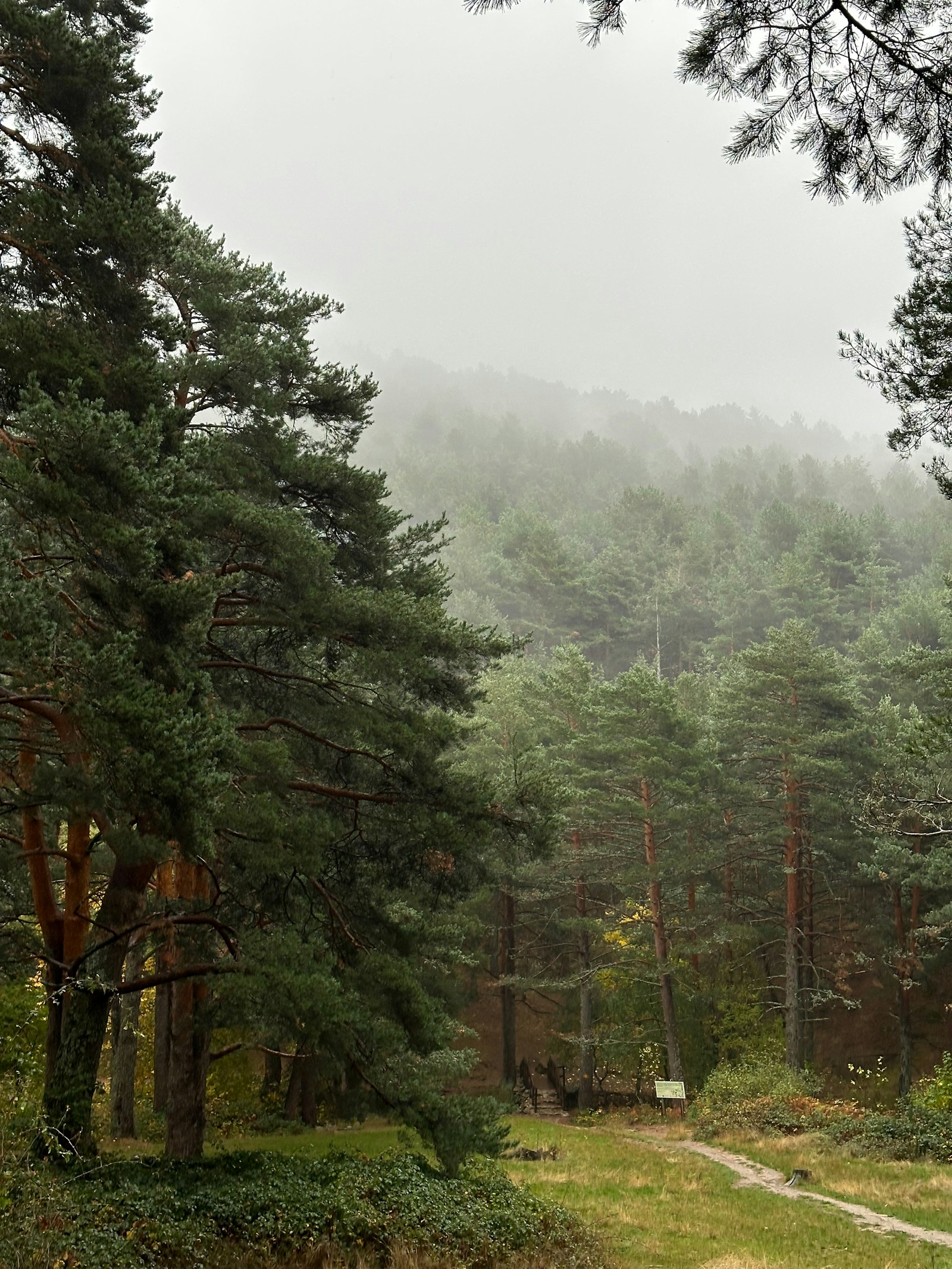 A misty pine forest trail